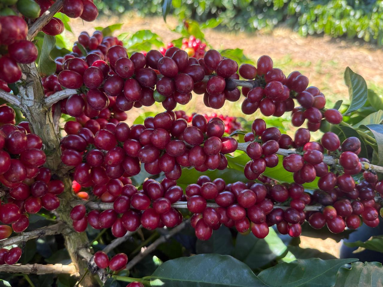 Ripe red coffee cherries on the branch