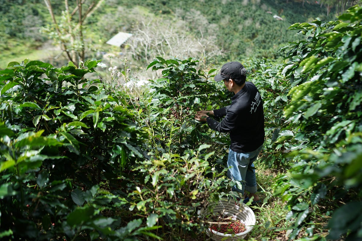 Coffee farmer harvesting on plantation