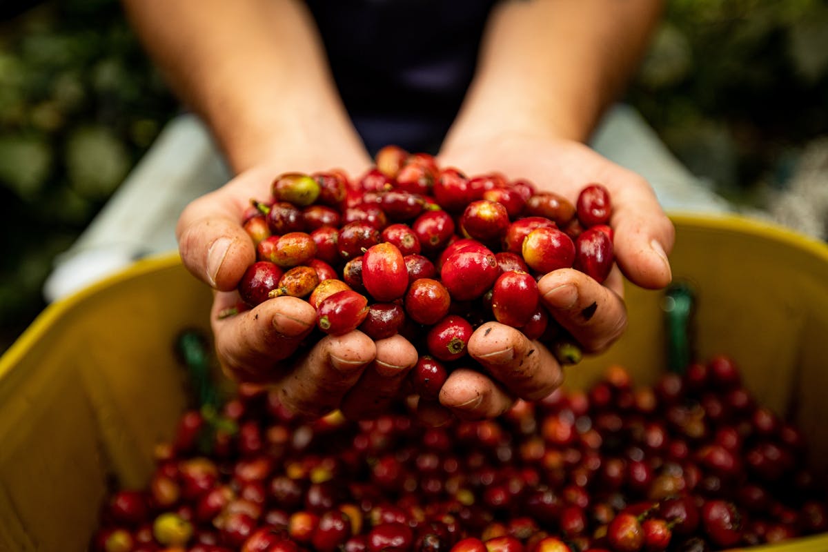 Hands holding freshly picked coffee cherries