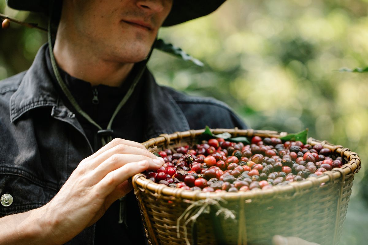 Coffee picker with basket of red cherries
