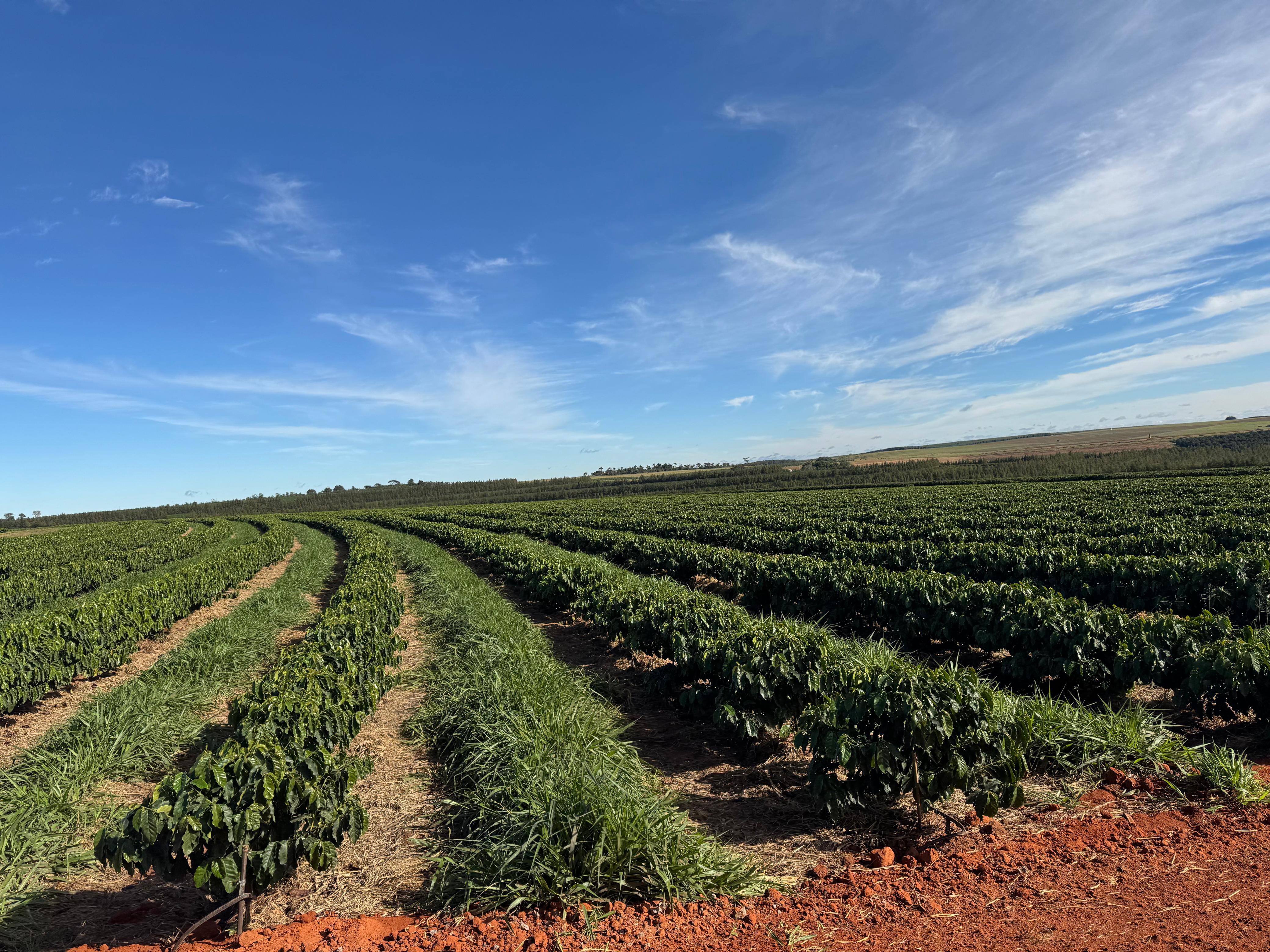 Brazilian coffee plantation with red soil under blue sky
