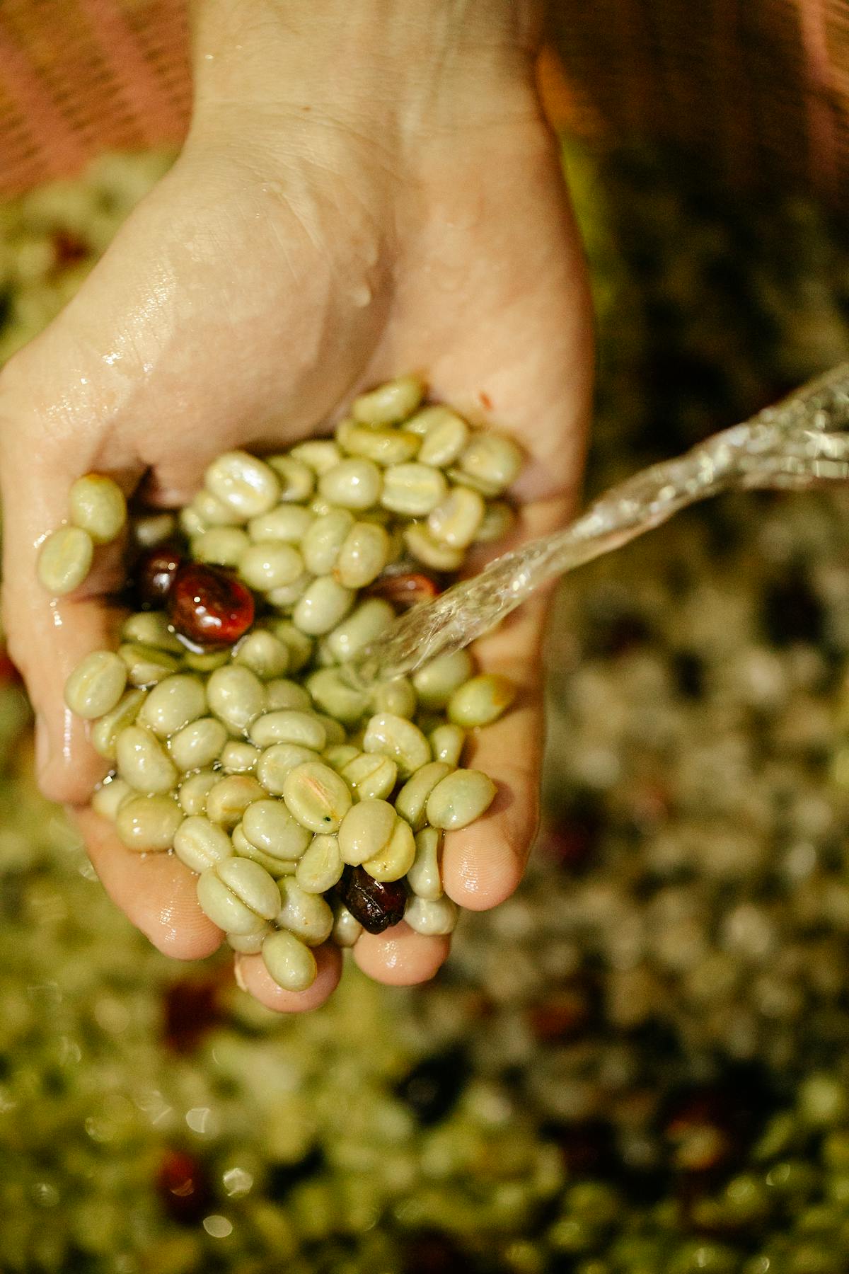 Raw green coffees beans being washed
